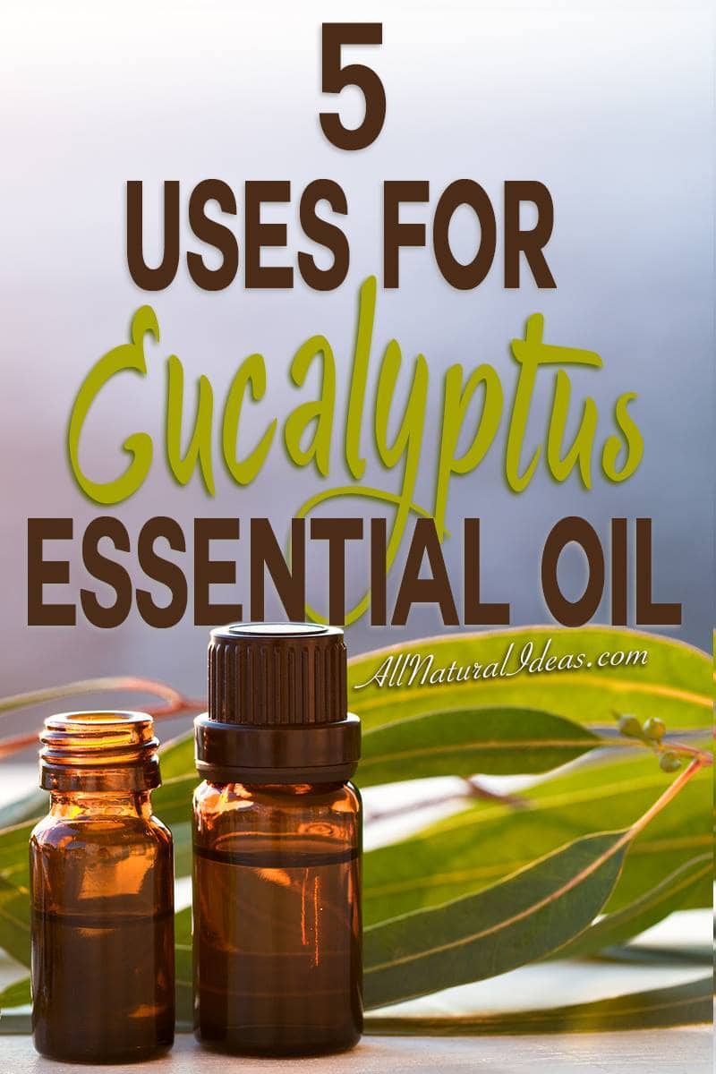 Eucalyptus Essential Oil Uses All Natural Ideas