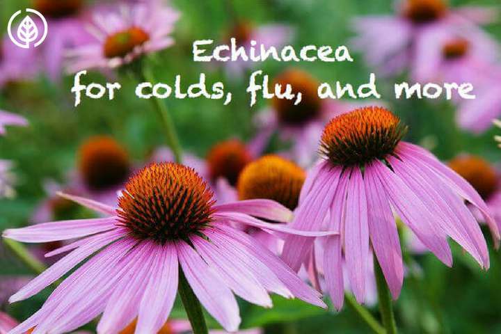 Echinacea for common cold