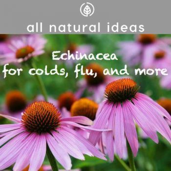 Enchinacea