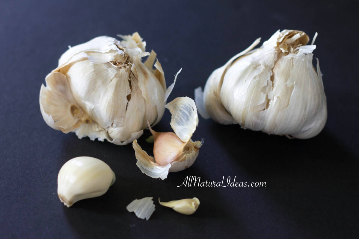 Garlic Health Benefits and Medicinal Properties
