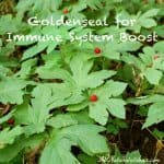 Goldenseal Root Immune System Booster