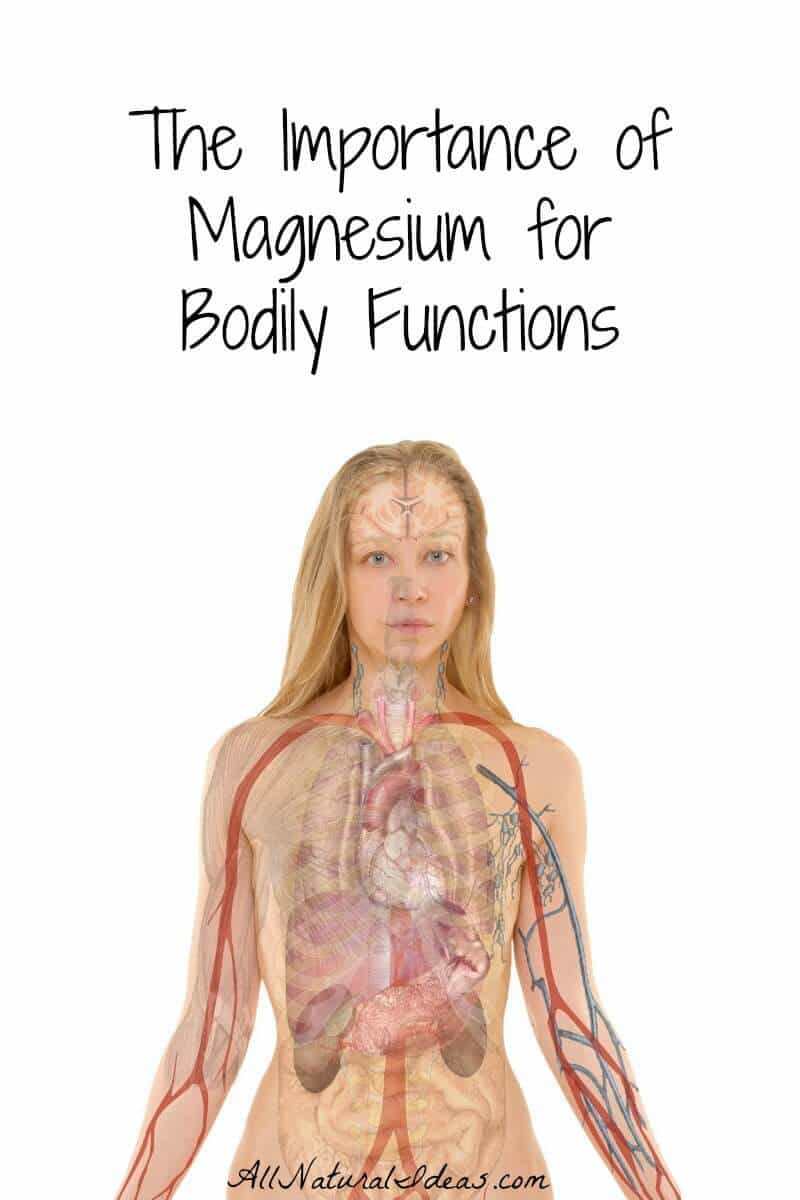 The importance of magnesium in the human body is that it's needed for vital functions. Magnesium deficiency affects three main functional areas.