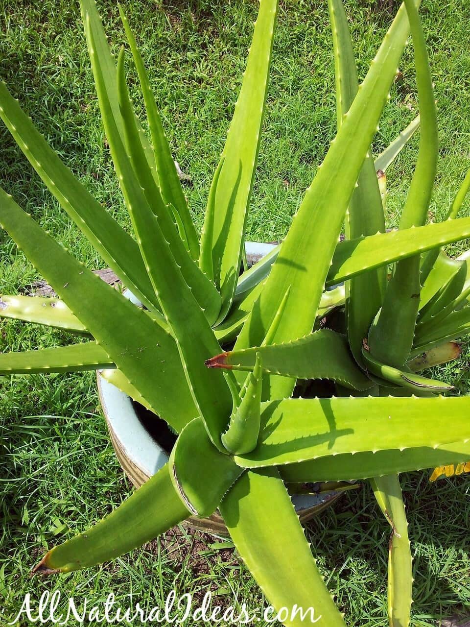 Aloe vera internal use benefits