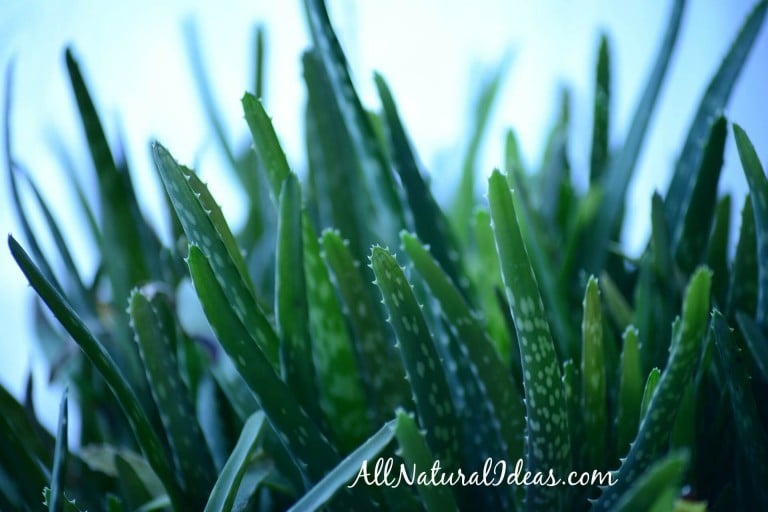 Aloe Vera Internal Use Benefits All Natural Ideas