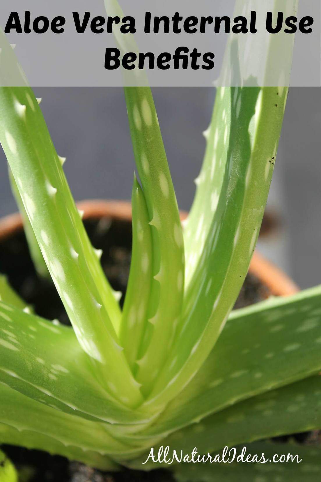 Aloe vera internal use benefits include stabilizing your body pH and providing essential minerals. It's not just for happier, healthier skin after sunburn.