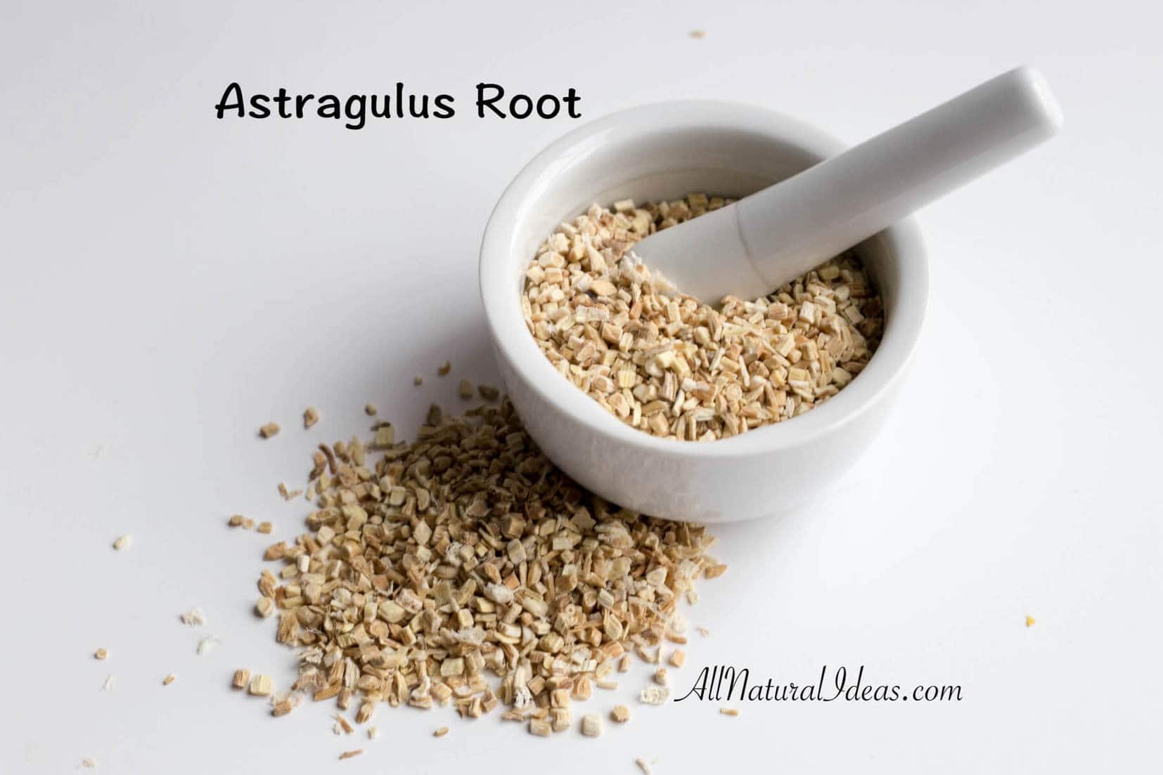 Astragalus root: a natural immune system booster