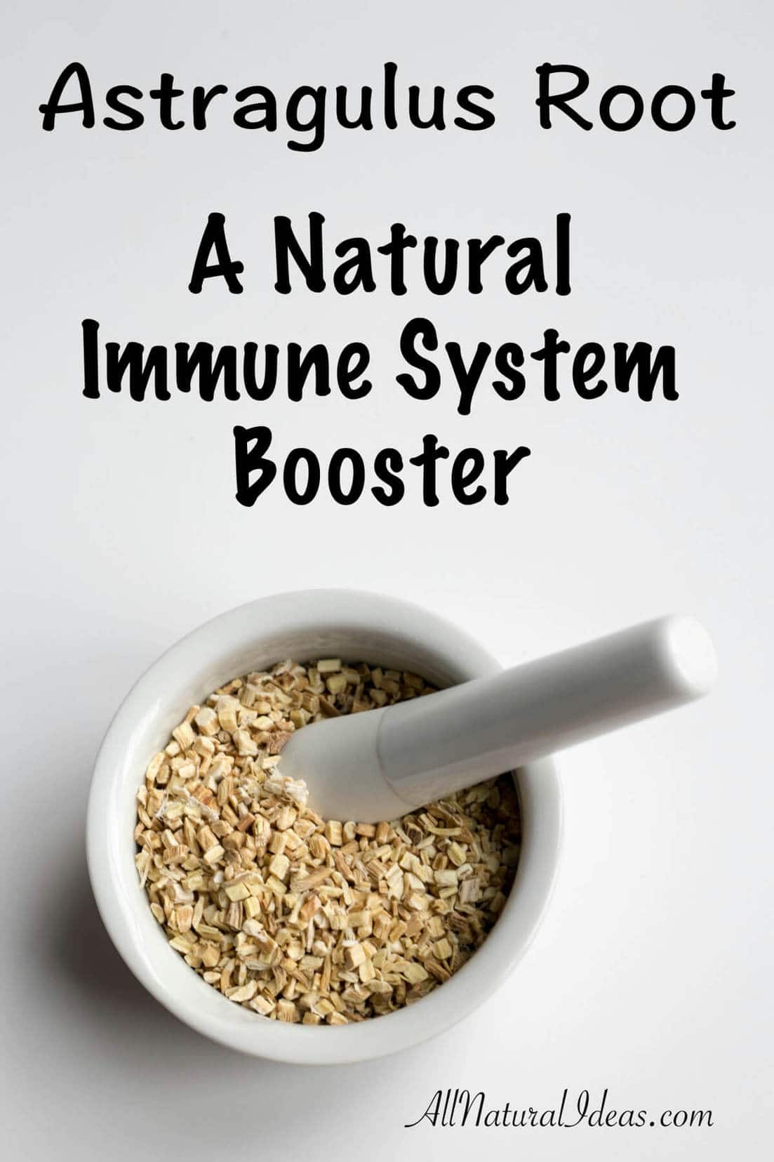 Astragulus root immune system booster