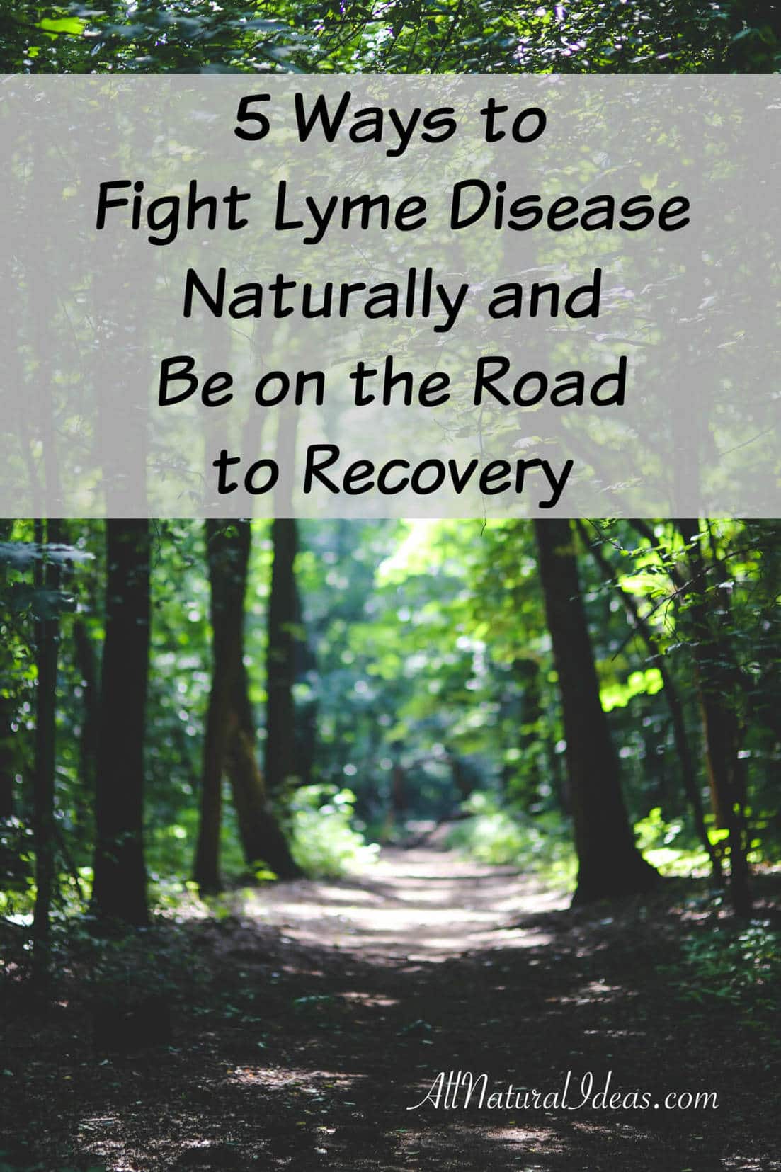 Fight lyme disease naturally