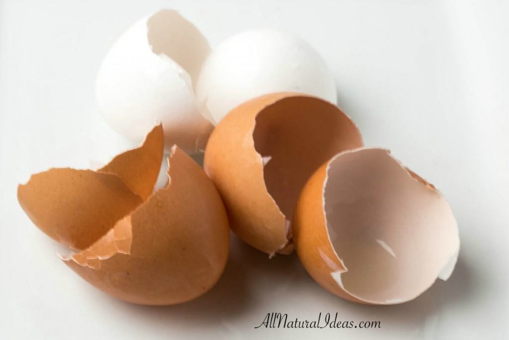 Recycling Egg Shells