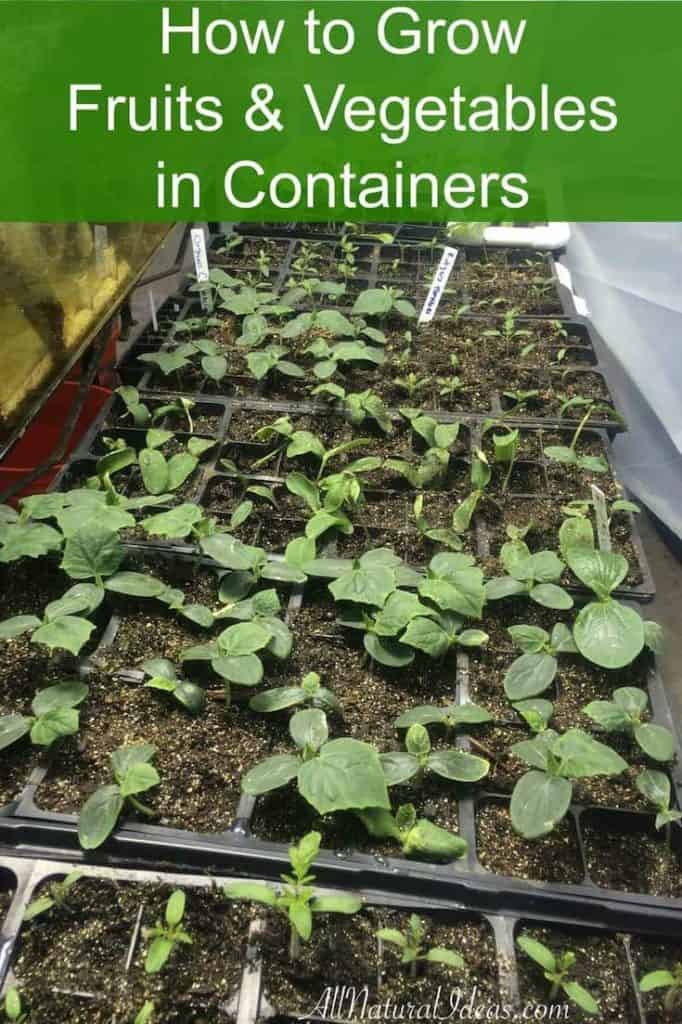 grow fruits and vegetables in containers