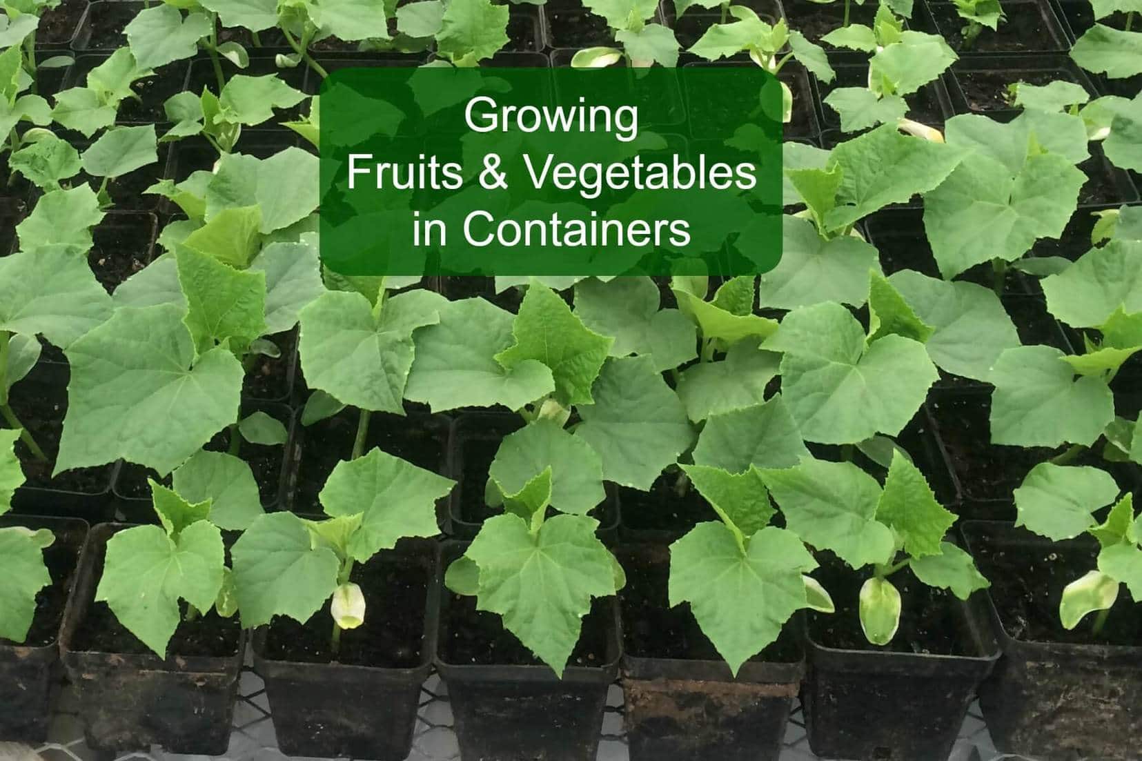 How to grow fruits and vegetables in containers