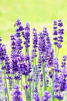Lavender essential oil uses