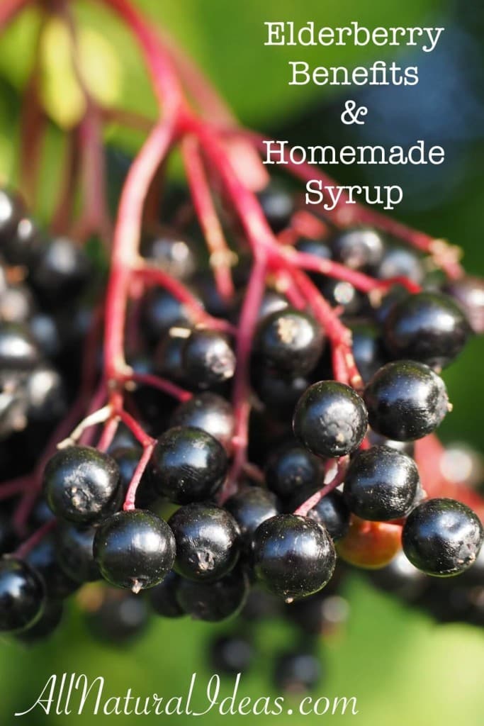 Elderberry benefits and homemade syrup recipe