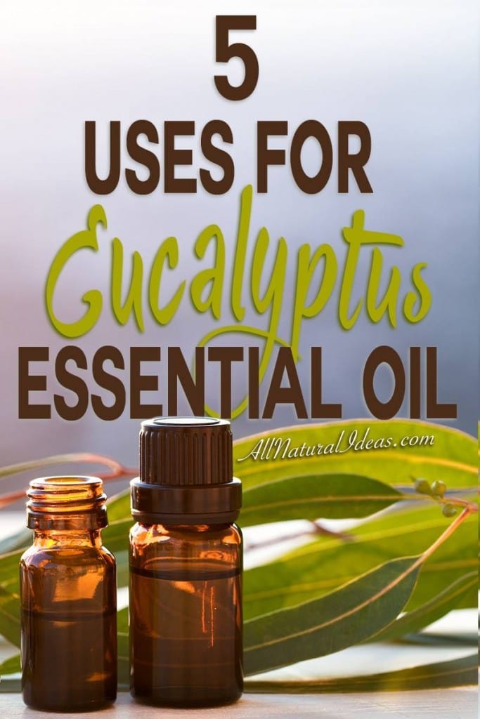 Eucalyptus has so many great uses, it needs to be part of your essential oil collection. Let's take a look at a few eucalyptus essential oil uses.