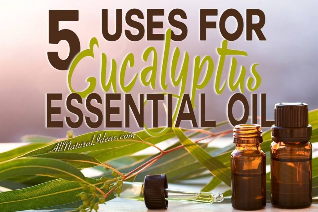 Eucalyptus essential oil uses