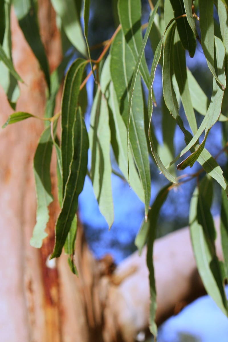 Eucalyptus Essential Oil Uses | All Natural Ideas