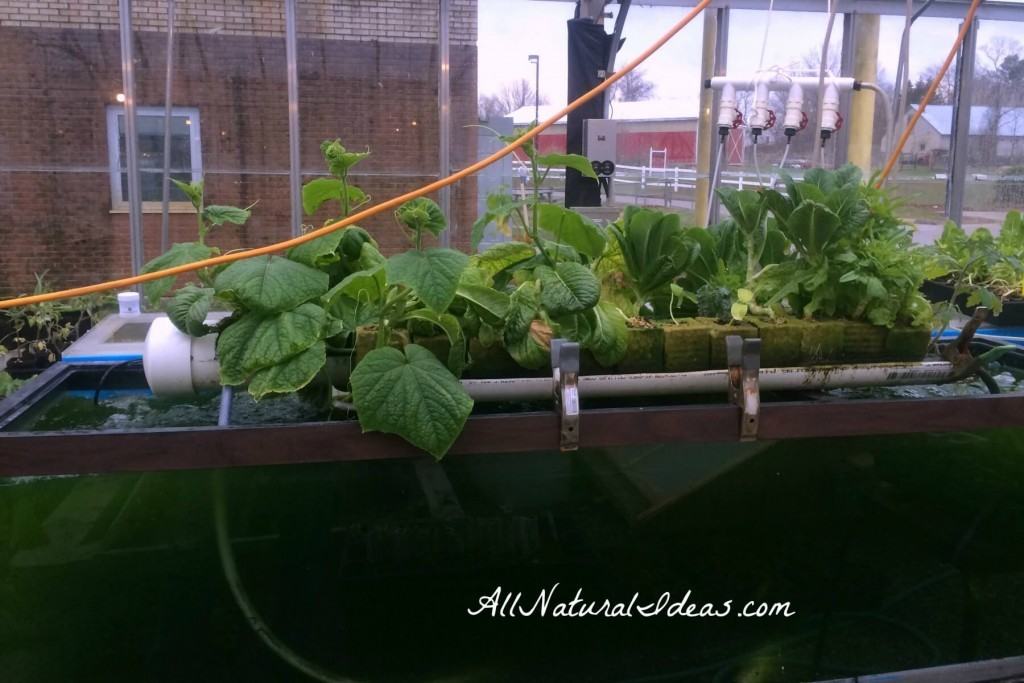 How to grow vegetables indoors year round
