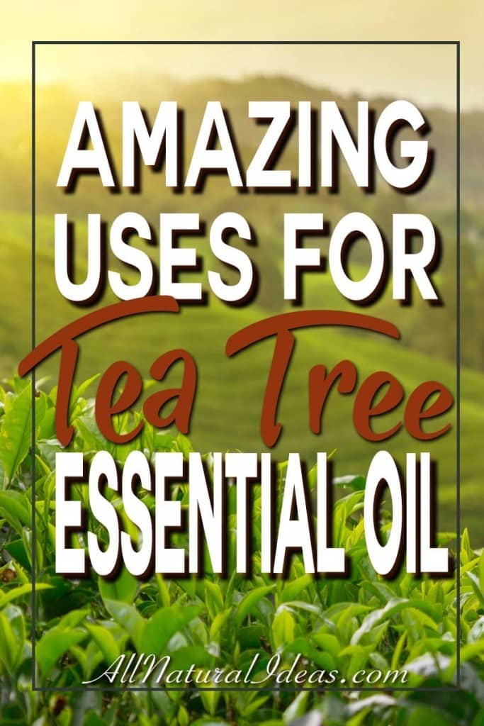 Tea tree essential oil has benefits that make it a popular ingredient in health and beauty products. Let's look at some of the tea tree essential oil uses.