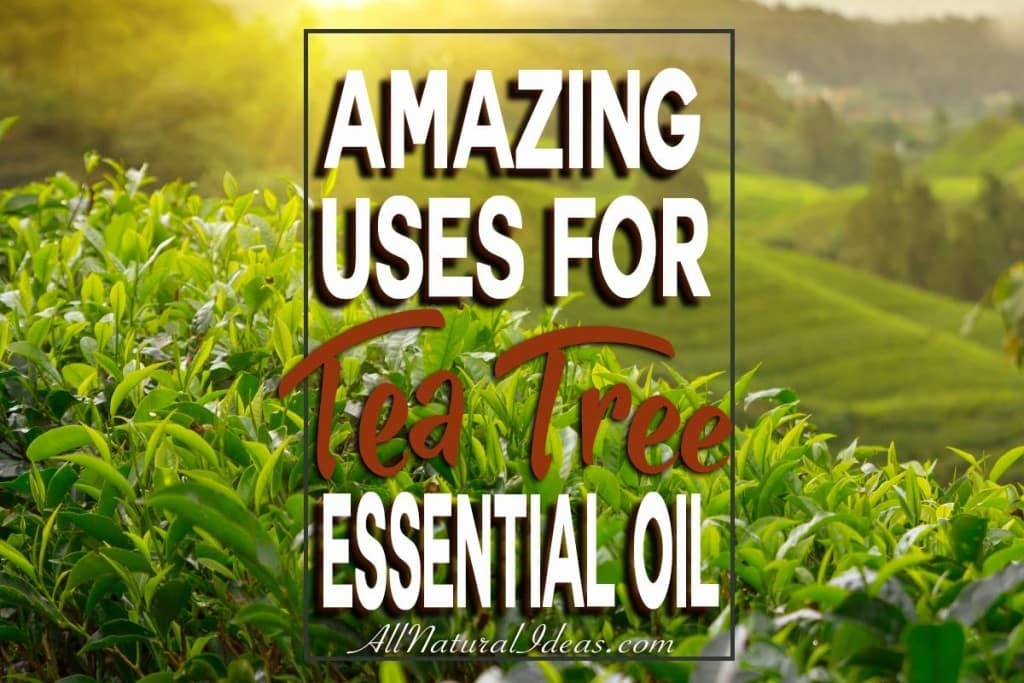 Tea tree essential oil uses