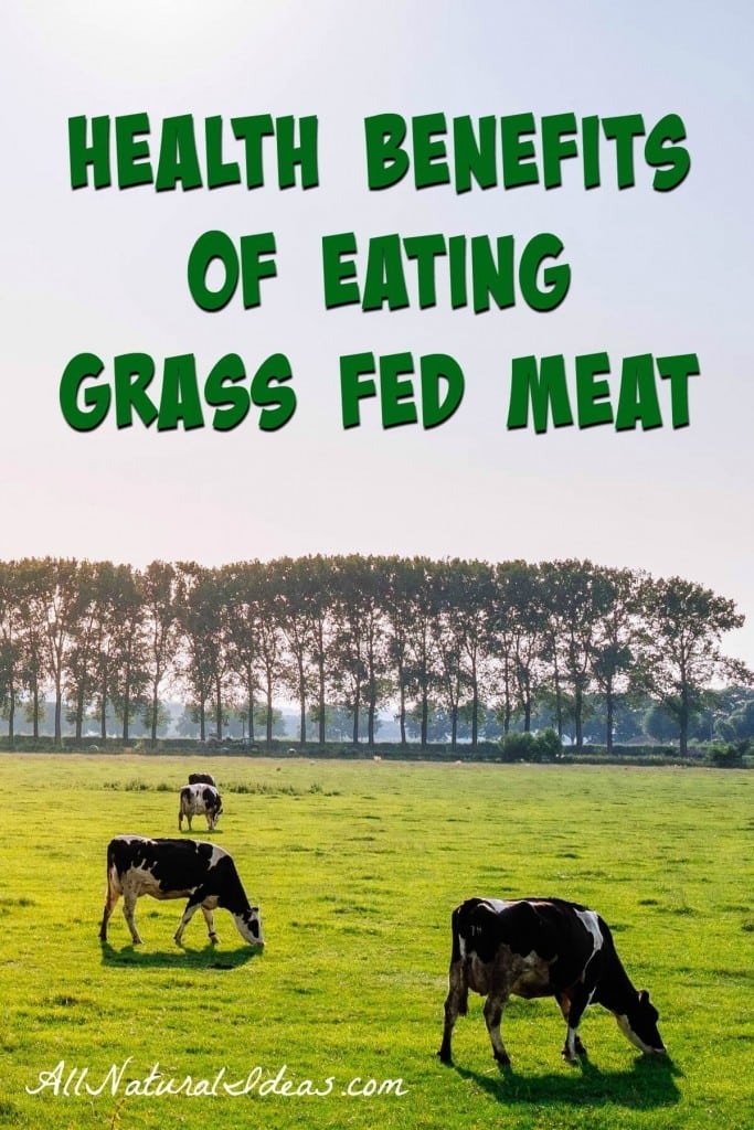Grass fed meat costs much more than grain fed. Is the expense worth it? Let take a look at the grass fed meat health benefits and why it is worth the cost.