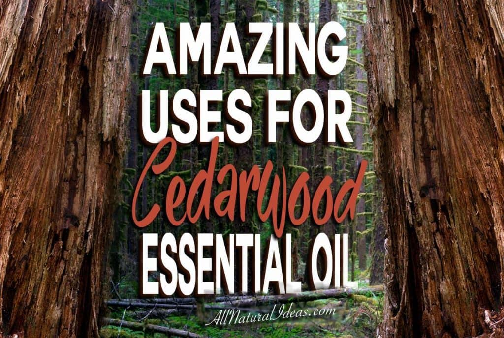 There are so many amazing cedarwood essential oil uses. If you have room in your oil collection, here are some top uses for cedarwood essential oil.