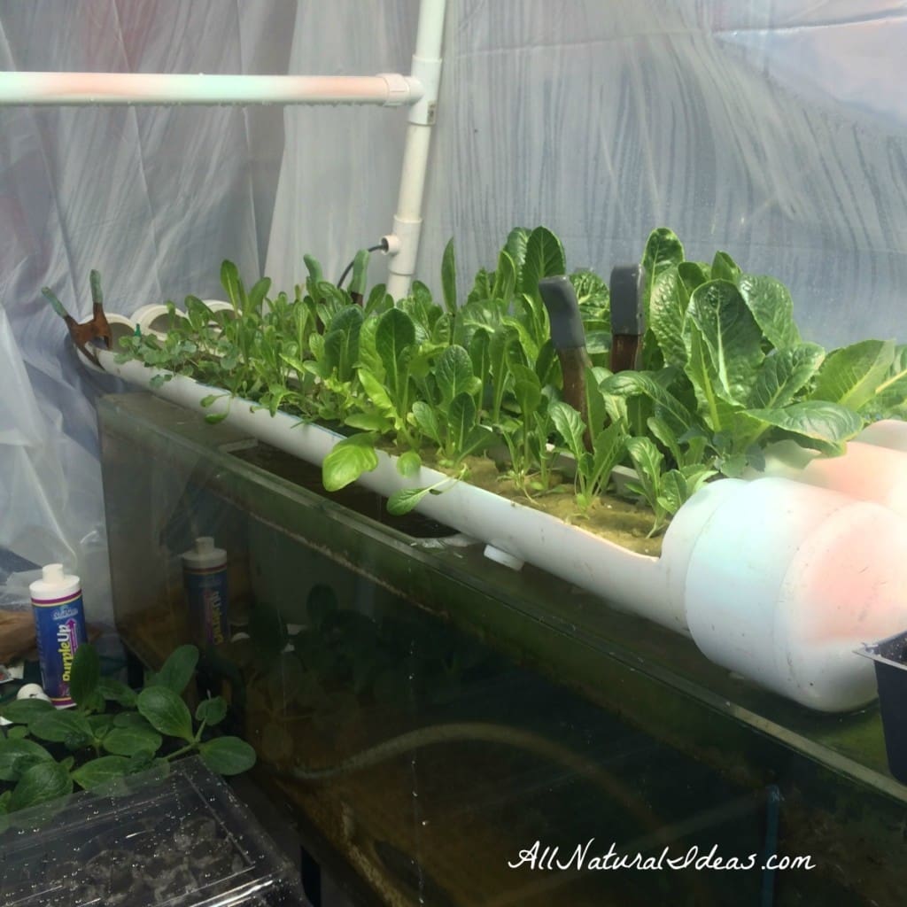 From seed to plant: starting your garden indoors | allnaturalideas.com