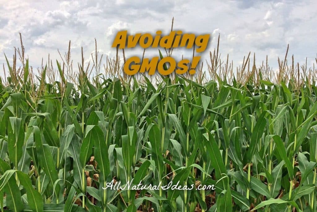 Not sure what genetically modified organisms are? Looking to keep engineered foods out of your diet? Learn how avoiding GMOs can be beneficial! | allnaturalideas.com