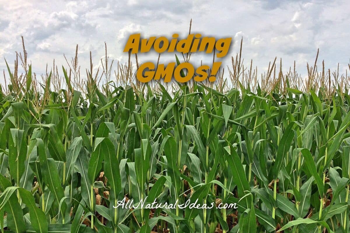 Avoiding GMOs in your food
