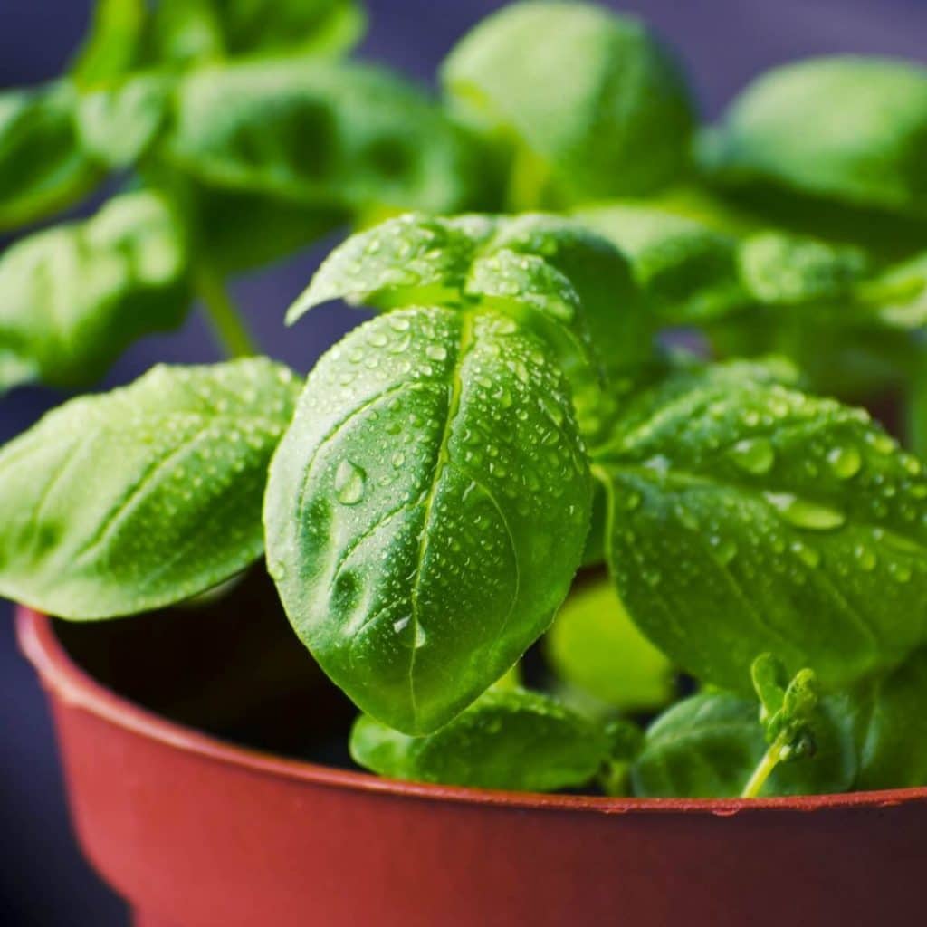 Looking to have your own fresh herbs? Don't have any outdoor space? Try making an indoor herb garden on your windowsill to fulfill your herb needs! allnaturalideas.com