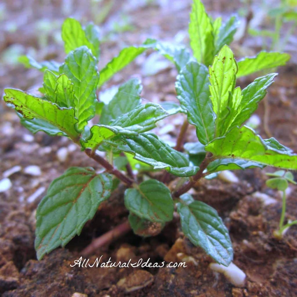 There are many peppermint essential oil uses and benefits. Find out why this popular oil needs to be part of your collection. | allnaturalideas.com