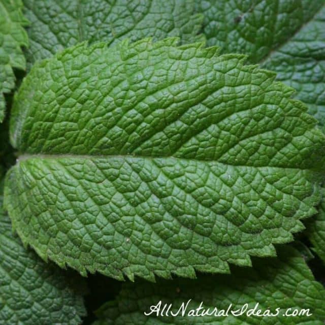 Peppermint Essential Oil Uses and Benefits | All Natural Ideas
