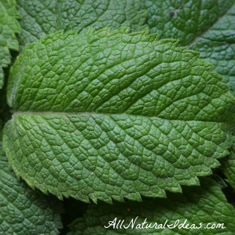 There are many peppermint essential oil uses and benefits. Find out why this popular oil needs to be part of your collection. | allnaturalideas.com