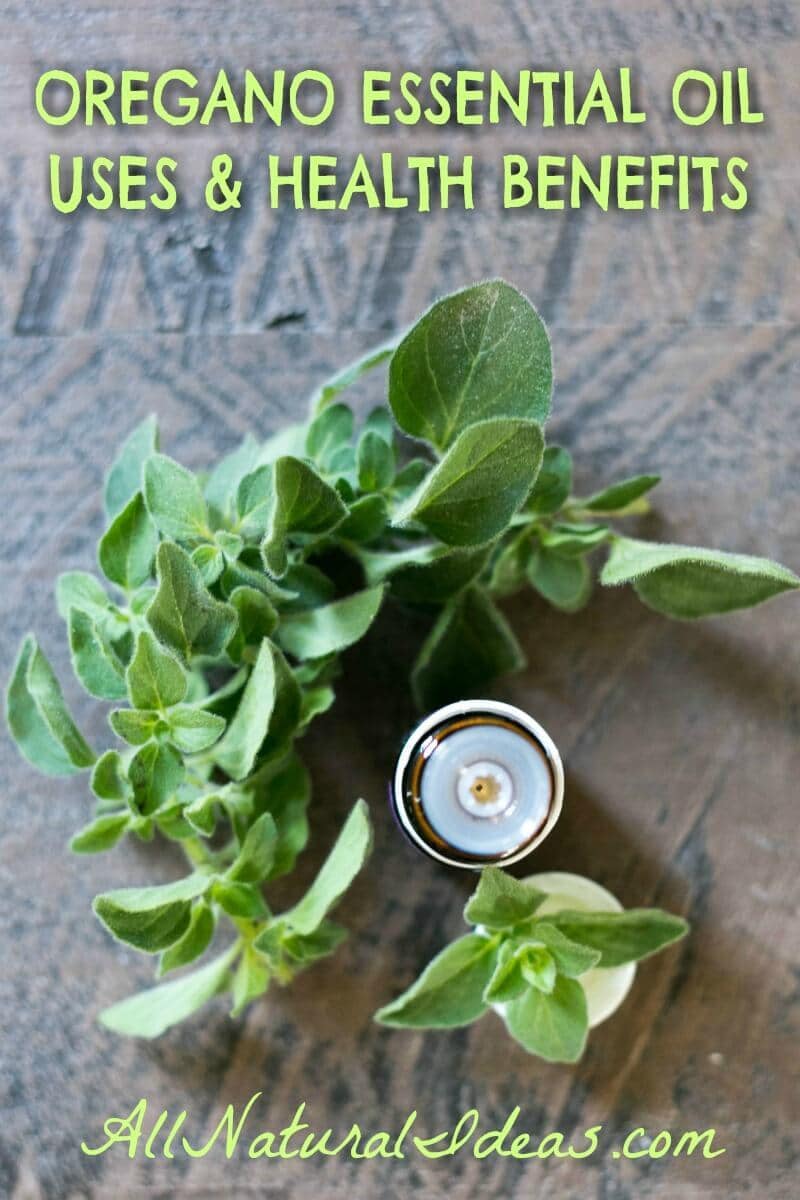 Oregano essential oil uses and health benefits