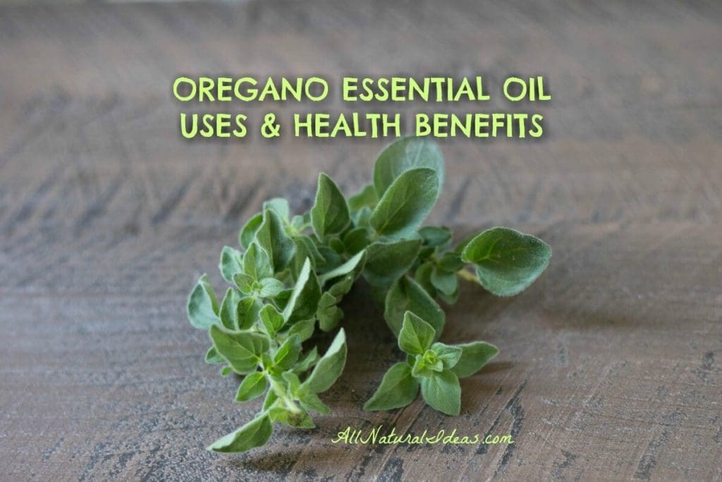 There are many beneficial oregano essential oil uses. People have been using taking advantage of oregano health benefits for thousands of years.