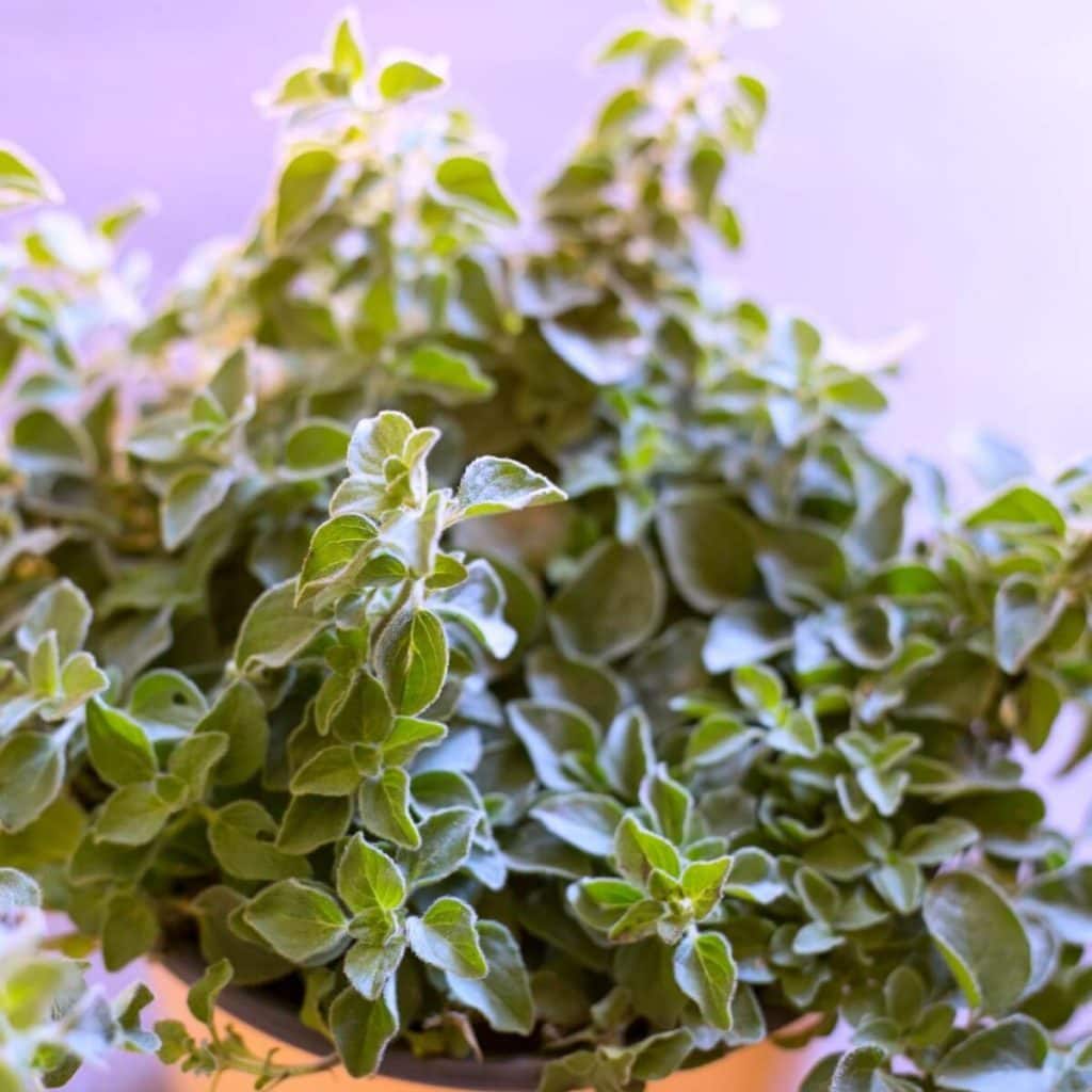There are many beneficial oregano essential oil uses. People have been using taking advantage of oregano health benefits for thousands of years.