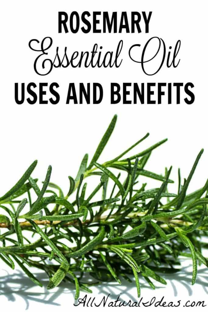 Rosemary is a popular essential oil. You may want to give it a try. There are some great rosemary essential oil uses and benefits. | allnaturalideas.com