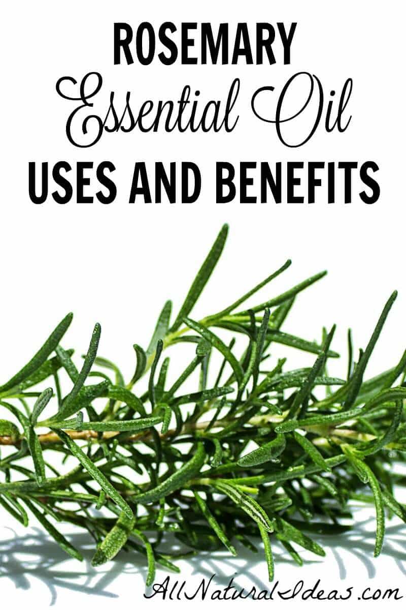 Rosemary essential oil uses and benefits