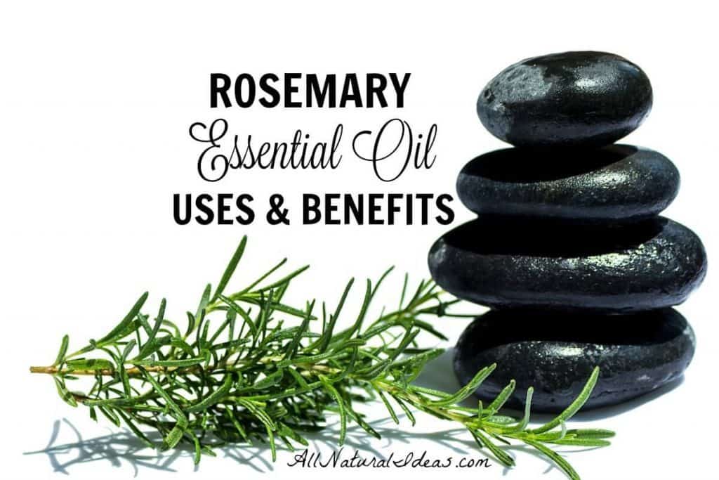 Rosemary is a popular essential oil. You may want to give it a try. There are some great rosemary essential oil uses and benefits. | allnaturalideas.com