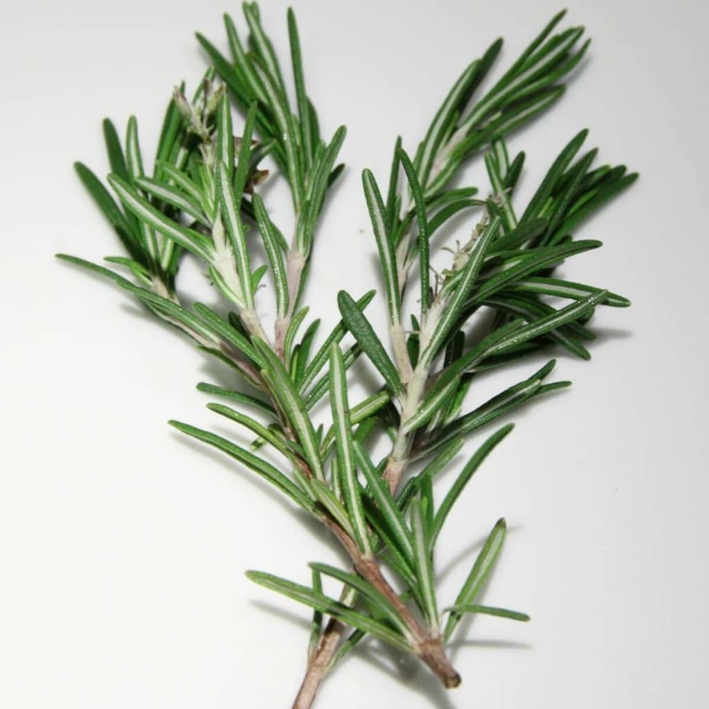 Rosemary is a popular essential oil. You may want to give it a try. There are some great rosemary essential oil uses and benefits. | allnaturalideas.com