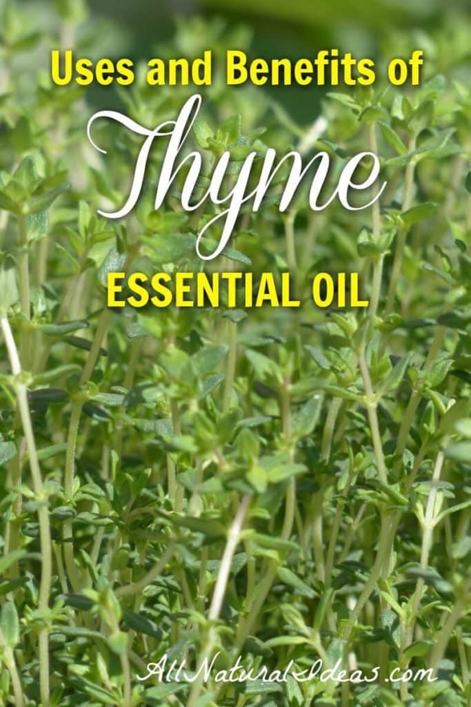 Thyme has been used as a medicinal herb for centuries. What are the thyme essential oil uses and benefits? Are the health benefits clinically proven? | allnaturalideas.com