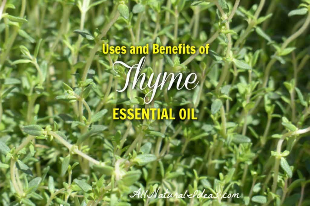 Thyme has been used as a medicinal herb for centuries. What are the thyme essential oil uses and benefits? Are the health benefits clinically proven? | allnaturalideas.com
