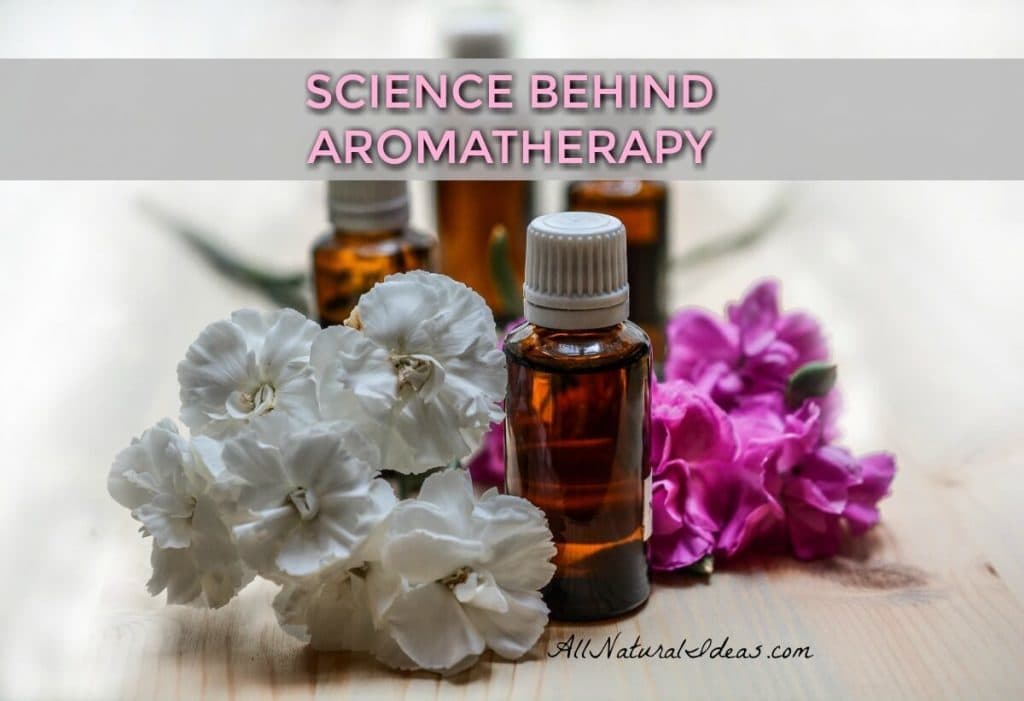 The science behind aromatherapy may not be fully understood. But lots of research has been done on essential oils and how they are thought to work. | allnaturalideas.com