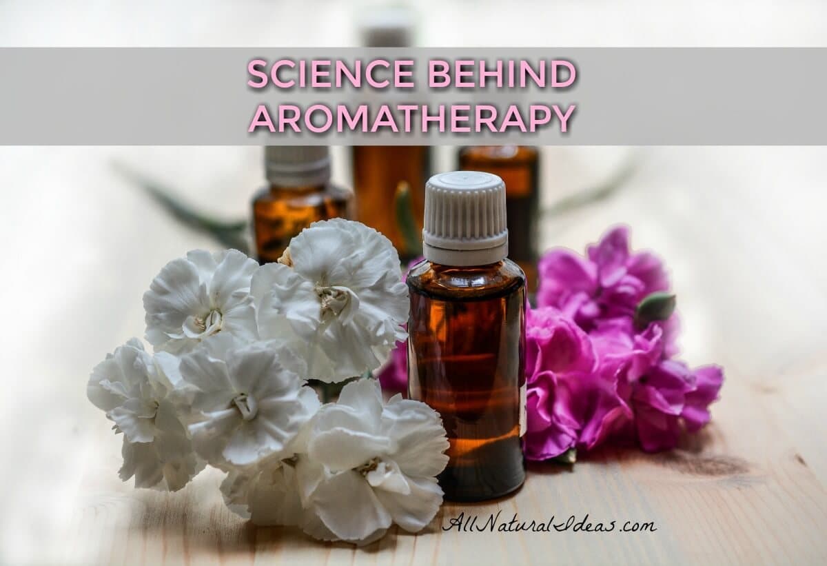 Aromatherapy Science: How do essential oils work? | All Natural Ideas