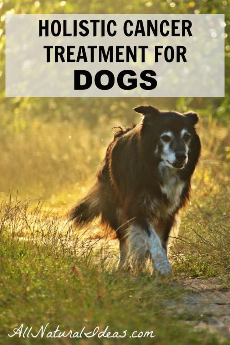 It’s often just as traumatic to learn that a canine companion has cancer. Thankfully, there are holistic cancer treatments for dogs that may prolong life. | allnaturalideas.com