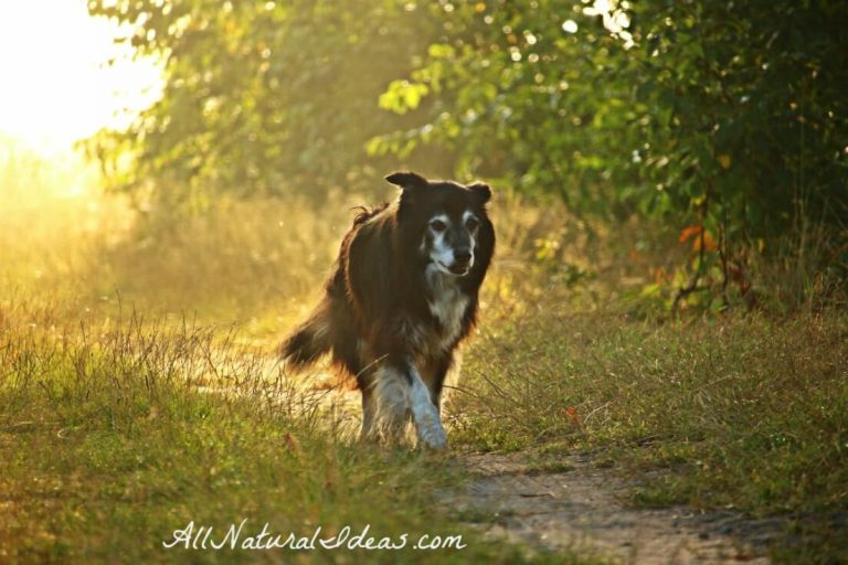 Holistic Cancer Treatment for Dogs to Prolong Life All Natural Ideas
