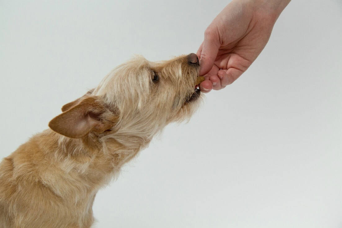 Holistic cancer treatment for dogs