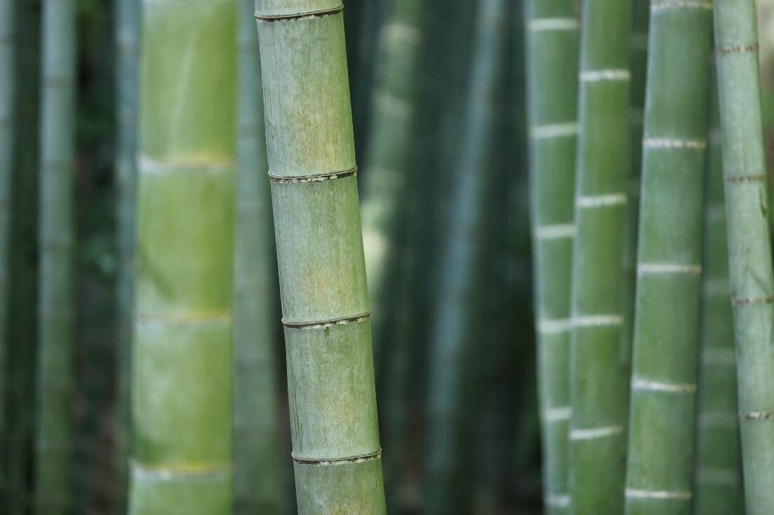 Bamboo salt toothpaste benefits
