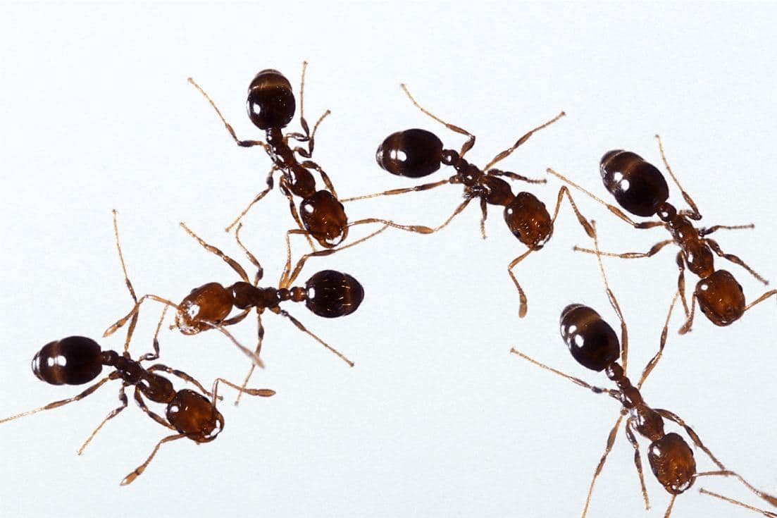 All natural ant killer indoors group