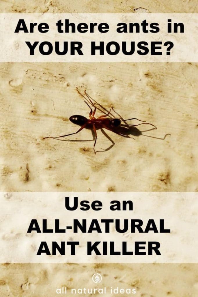 All natural ant killer indoors cover