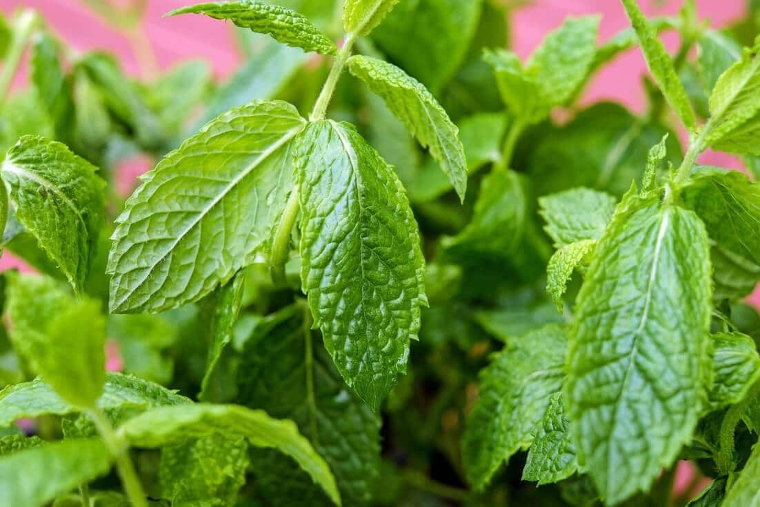 Peppermint is one of the best essential oils for energy